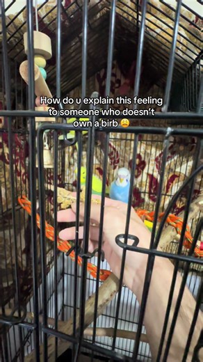 Drop ur birbie selfie😁 #budgies #parakeet #birdlovers #parrot