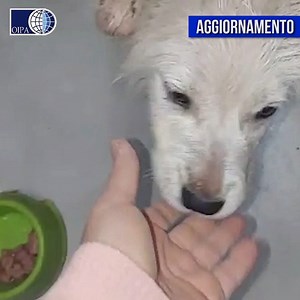 64K views · 3.9K reactions | SIMBA È FUORI PERICOLO: UN TRAGUARDO...