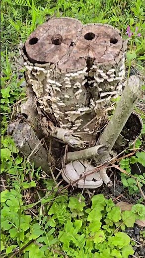 穴が空いた切れた枯木に張りつくサルノコシカケ