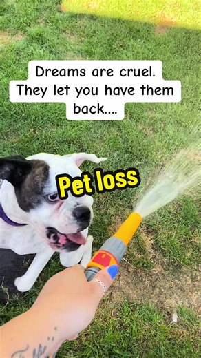 Coping with Pet Loss: A Morning Reflection