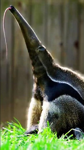 Eating 30,000 Ants a Day Without Teeth [Giant Anteater]