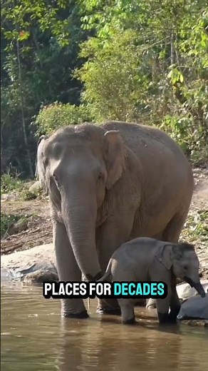 The Truth Behind Elephant Memory Why They Never Forget - world story