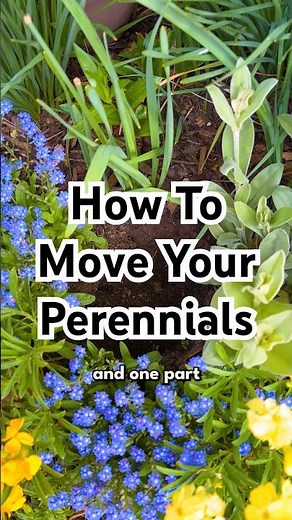 I to move perennials safely 🌱