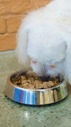 1.3K views · 645 reactions | It’s time to learn if your dog might have digestive problems here in #RoyalReels  Introducing our DIGESTIVE Care Diet – made with high-quality nutrients balanced to make your dog’s tummy healthy! Get Royal Canin’s Digestive dog food at our Lazada and Shopee stores today #RoyalCaninPH #HealthyInsideAndOut | Royal Canin | Facebook