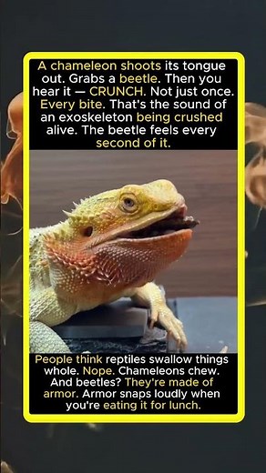 Chameleon eats beetle alive. CRUNCH. Armor snaps loudly when you're lunch.