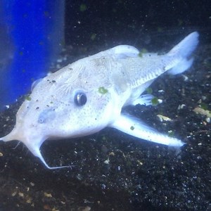 1.3K views · 80 reactions | 6” Rare hite Ripsaw catfish Dm for price #ripsawcatfish | Predatory Fins | Facebook