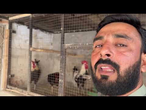 Turkey vs Hens | Unexpected Farm Fight 😭