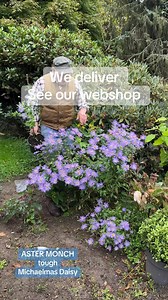 #add. WEBSHOP https://pergolanurseries.ecwid.com/ ASTER MONCH a hardy Michaelmas daisy that flowers late summer /autumn and lasts for years! Young plants pruned back ready for planting.Winter hardy and toughPlanting time is from now l. Available in WEBSHOP https://pergolanurseries.ecwid.com ALL IRELAND DELIVERY 🚚 32 Counties Pergola Nurseries Garden Corner,Virginia, Co Cavan “A gardeners oasis of quality plants “Open Tuesday to Saturday 10.3-5Open Sundays 2-5#fyp #flowerbulbs #gardenideas #gard