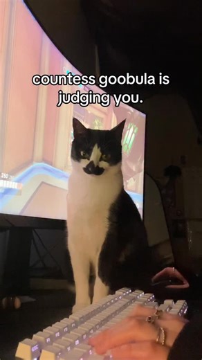 countess goobula 🖤 | please remain very still… and also ignore my poor gameplay……. . . . #goob #goobie #meow #meowmeow #funny #funnycat #silly #sillycat #aww... | Instagram