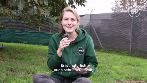 Cane Corso aus dem Tierheim Cappel sucht ein neues Zuhause