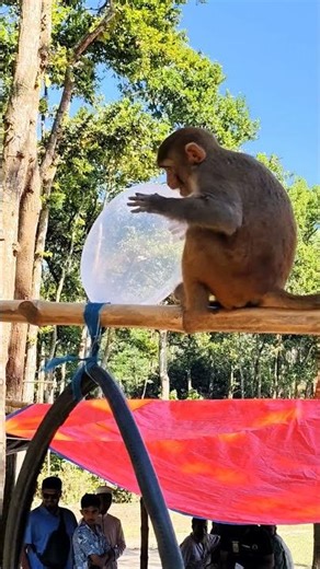 What did the monkey just pick up? 🐒Curiosity never stops.