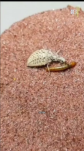 This fascinating insect traps prey with sand.