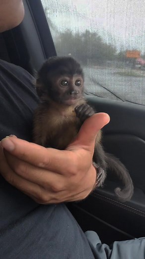 Una bebé hermosa 🥰 #foryouu #paratii #pourtoi #bebe #chango #lentejas #monkey #monkeybaby🐒❤️ #paratiiiiiiiiiiiiiiiiiiiiiiiiiiiiiii #foryou