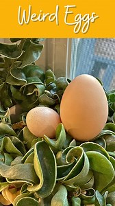 21K views · 177 reactions | Soft shell/shell less eggs are usually...