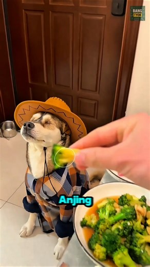 Anjing Buta Yang Selalu Menolak Makanan⁉️😳