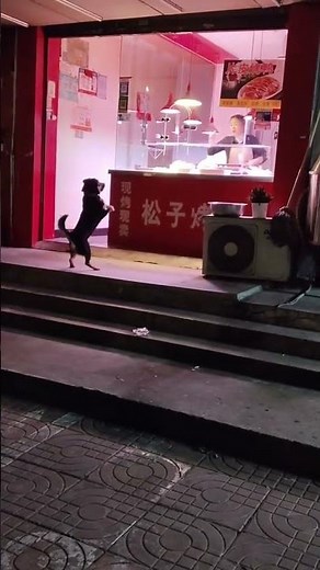 Dog adorably begs for food at a store in Jiangsu, China