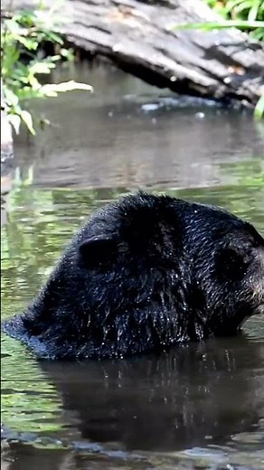 How Black Bears Survive In The Wild