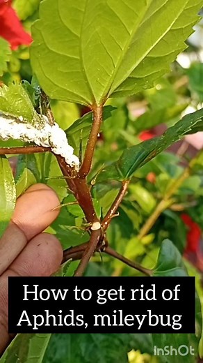 How to get rid of mealybugs and aphids in your plants . . . . #pestcontrol #pestcidefree #hibiscus #gardentips #plantsofinstagram #plantsmakepeoplehappy #indoorplants #houseplants #plantsmakemehappy #reelfit #gogreen #organic #vegetablegarden #terracegarden #_royal__garden_ #exploremore #reelsinstagram #instagood | Kumari Sarath Putta