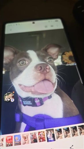 one day when I fell I scratched myself I started bleeding My dog named Reese came running for me