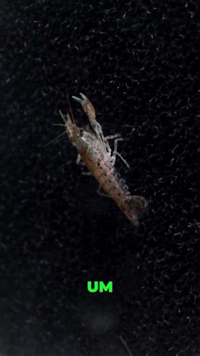 Blue Dwarf Crayfish: Perfect Aquarium Addition? #shorts