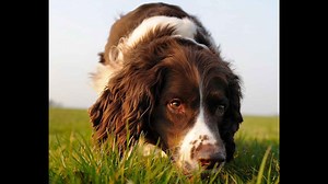 22 Pros and Cons of Owning an English Springer Spaniel
