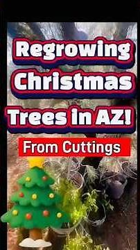 Christmas Tree Fun Time! Replanting from cuttings.