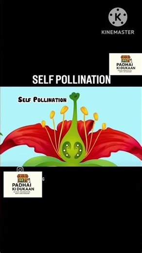 Process Of Self Pollination 🌺 #biology #boardexam