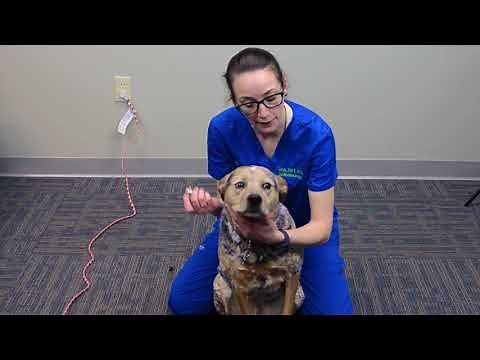 How to Give Eye Ointment to Large Dogs | IndyVet Animal Hospital