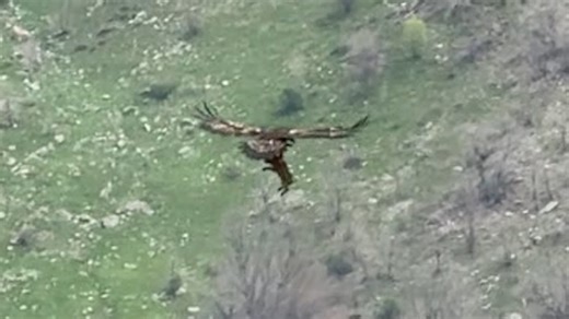 Eagle swoops from sky to snatch wild boar piglet in dramatic hunting scene
