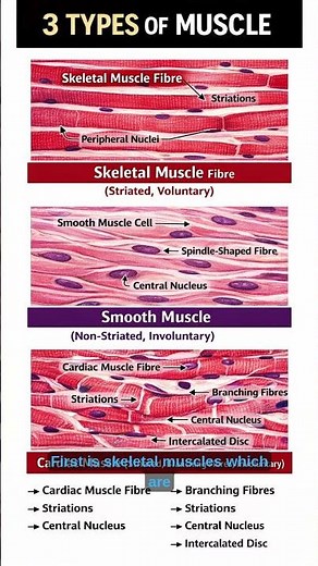 Skeletal vs Smooth vs Cardiac Muscle | 3 Types of Muscle Explained | NEET Biology