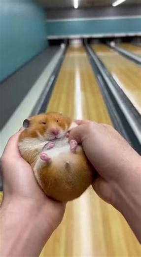 #cute #hamster