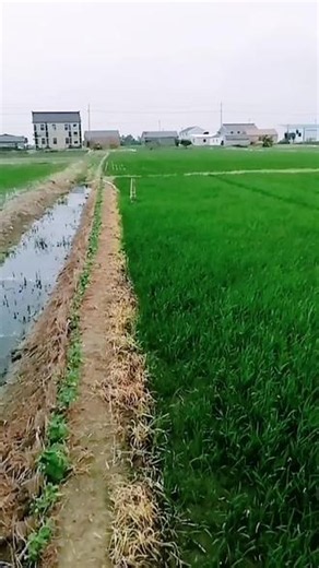 #种地的农村人田间地头看一看！