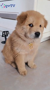 When your dog is the boss! 😂 | GV TV