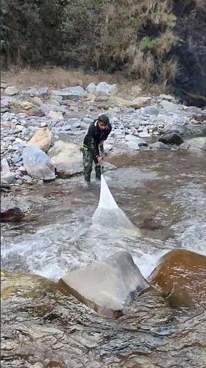 청송 주왕산 계곡 야생 송어 그물 한 번 던져?🎣주왕산 깊은 계곡 송어가 그물에 처음으로청송,주왕산,야생송어,계곡그물,경북계곡,특급야생,주왕산송어