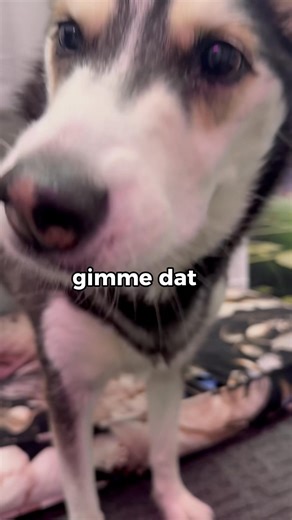 She’s such a drama queen😆 #dogs #pets | Maya The Husky