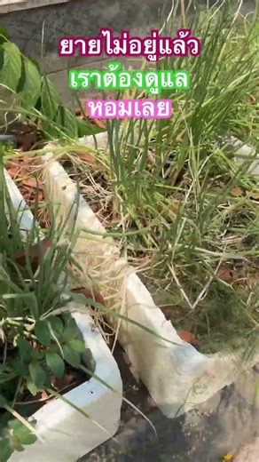 ยายปลูกหอมเลยไม่อยู่แล้วเราต้อง ดูแลหอมเลยให้ยายต่อไป