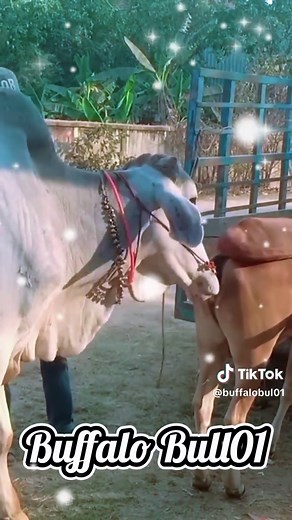 Donkey and horse and buffalo breeding today in one fram wow #horse #donkey #buffalobreeding #donkeybreeding #horsebreeding #horsedonkeybreeding #amazing #usa #fyp #tiktok