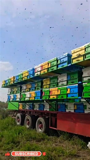 Turkey's Moving Bee Farms! ll TOT FACTS