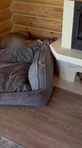 1K views | The grumpy cat 藍 | Team RRQ Unofficial | Facebook