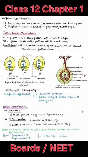 Sexual Reproduction in Flowering Plants Best Notes | Class 12 Biology | Boards | NEET