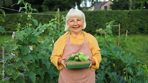 Farmer senior 50s woman picks cucumbers in a greenhouse. farmer is harvesting. a family owned organic growing business. hothouse.