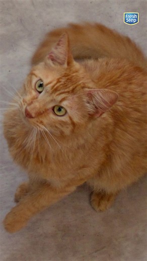 12K reactions · 951 shares | Neutraliza los malos olores con la tecnología de Fresh Step. ¡Pruébala! | Fresh Step - México | Facebook