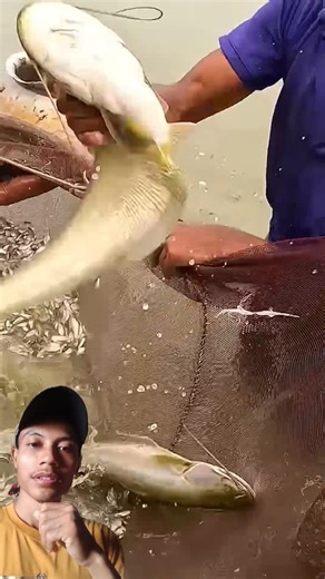 Catching hundreds of fish with a simple net #fishing #fishingnet #bassfishing #shorts