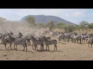 Zebra bark is a weird sound!