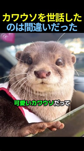 カワウソを世話したのは間違いだった🦦 #動物 #カワウソ