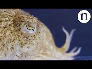 Cuttlefish: Wearing thoughts on the skin