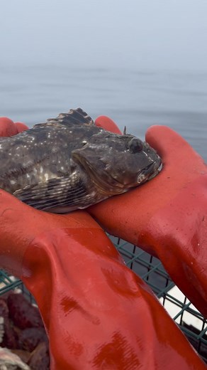 Sustainable Ocean Fishing: Cabezon Rock Fish Exploration