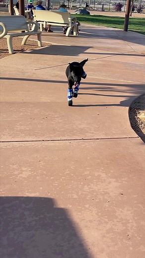 16K views · 1.1K reactions | Simply the best! #teamelliot #bionicpup #prosthetics Stray Dog Support Inc. MIGOS DOG California State University, Dominguez Hills Coastal Prosthetics and Orthotics | The Unstoppable Dogs | Facebook