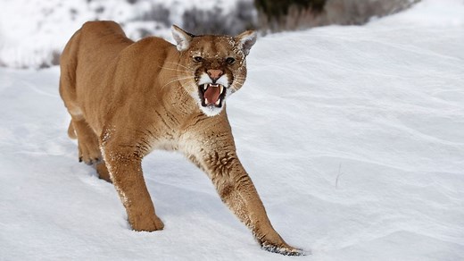 The World's Most Dangerous Cat and 14 Other Fierce Felines