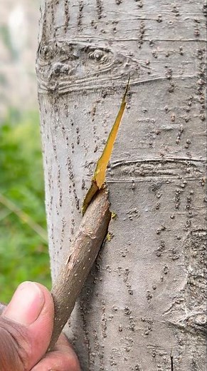 🌳 How to Do Bridge Grafting Perfectly? Watch the Correct Method..
